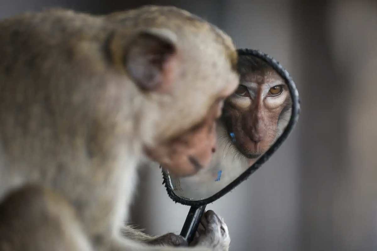 Chalinee Thirasupa, Reuters. Reprodução: National Geographic Portugal