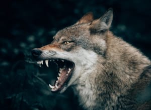 Fotografia da Vida Selvagem: O que é e Como Fazer