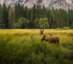 A Fotografia de Natureza